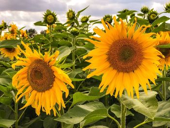 Sunflowers blooming against sky