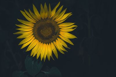 Close-up of sunflower