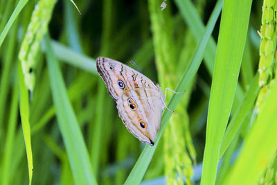 Close-up of butterfly on grass