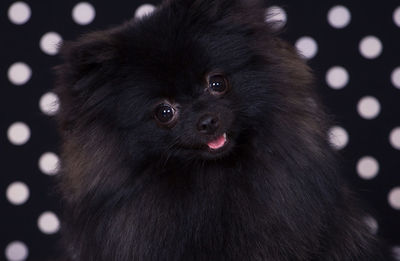 Close-up portrait of black dog