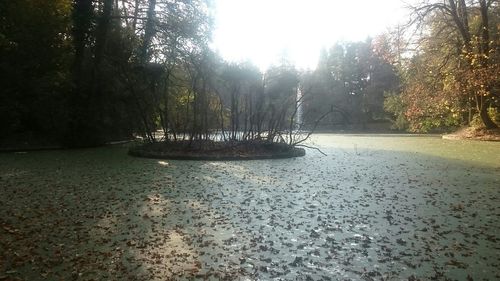 Reflection of trees in water