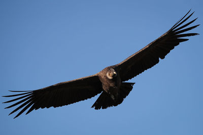 Low angle view of eagle flying against clear blue sky