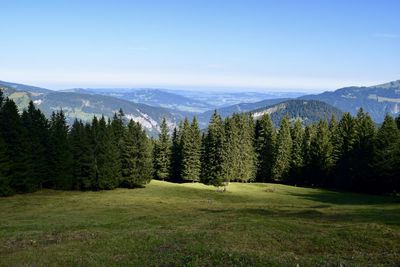 Scenic view of trees in forest against sky