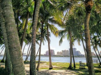 Palm trees growing against sea