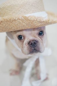 Close-up portrait of dog