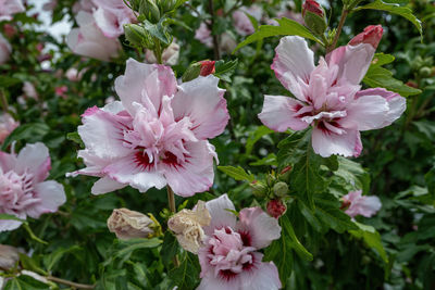 Close-up of pink flowering plant