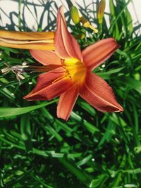 Close-up of day lily plant