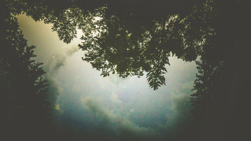 Low angle view of silhouette tree against sky