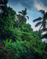 Palm trees against sky