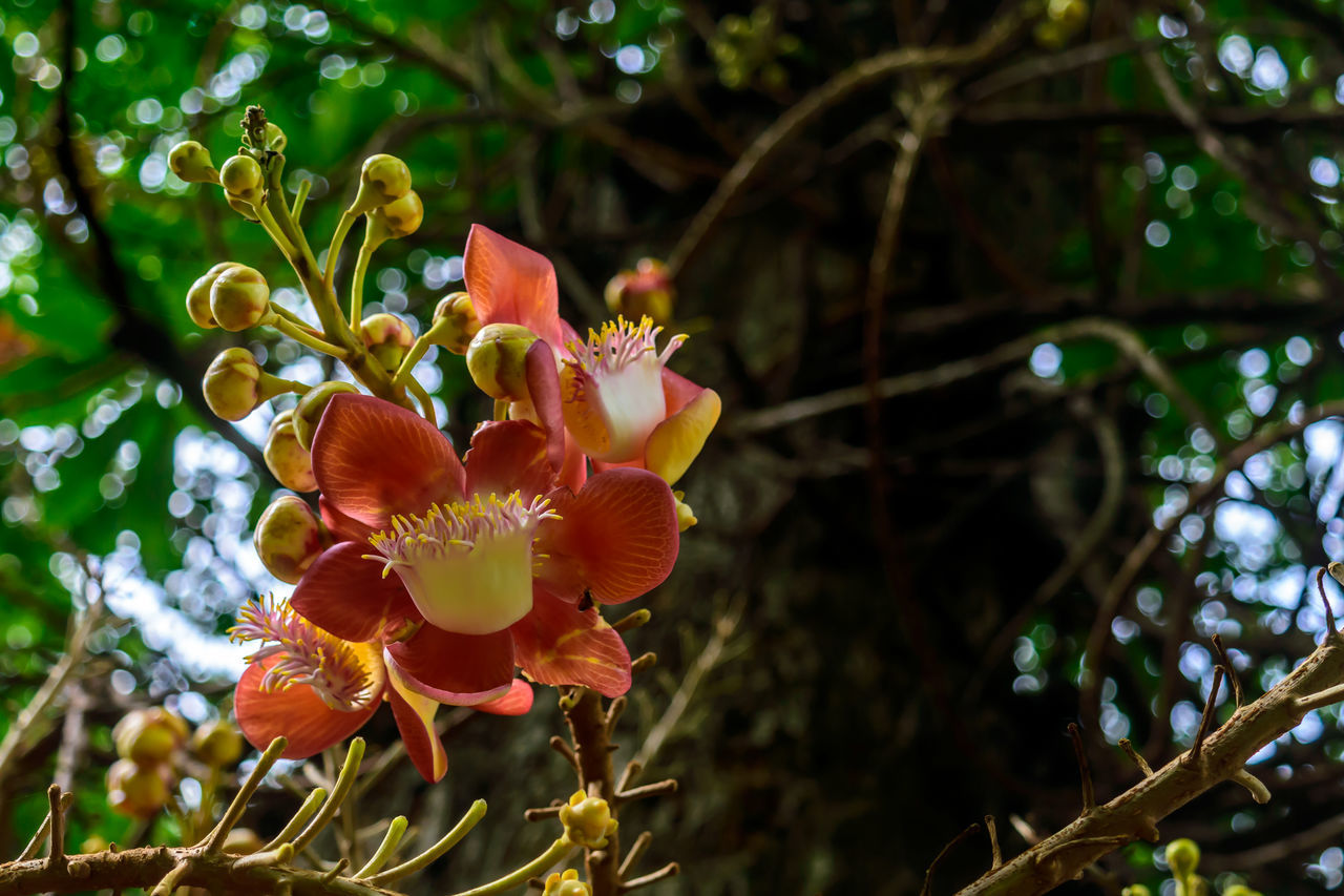 Couroupita guianensis