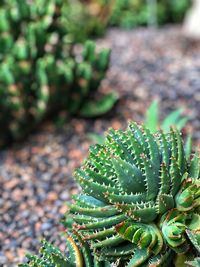 High angle view of succulent plant