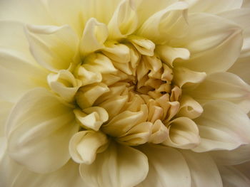 Macro shot of yellow dahlia flower