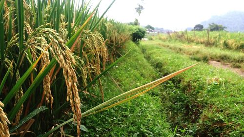 Scenic view of grassy field