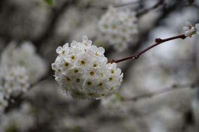 Close-up of cherry blossoms in spring