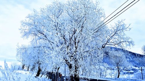 Low angle view of snow covered trees