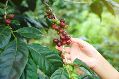 Arabica coffee, picking coffee bean from coffee tree.