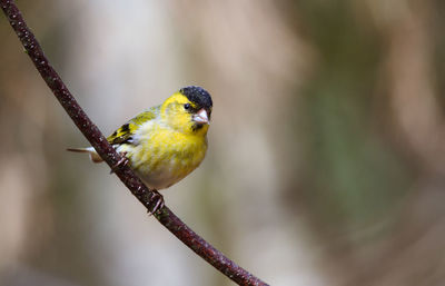 Male siskin on willow branch with natural background