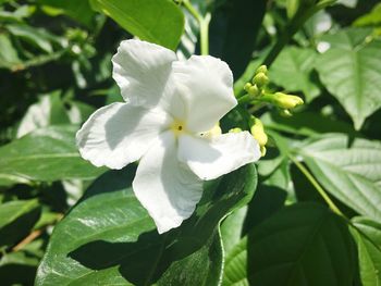 Close-up of white flower blooming outdoors