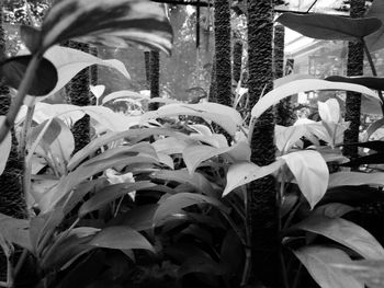 Close-up of jellyfish swimming in aquarium