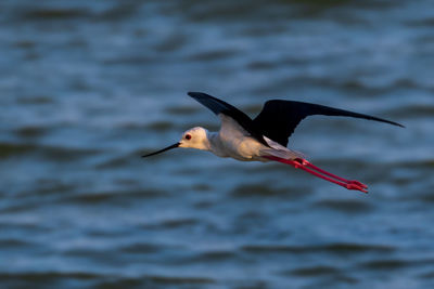 Bird flying over lake