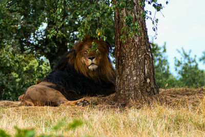 Cat lying on tree trunk