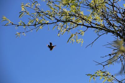 Low angle view of birds perching on tree