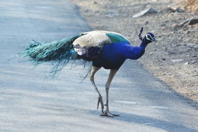 Close-up of peacock