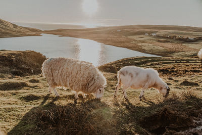 Sheep in a field