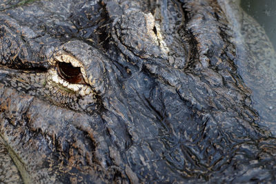 Detail shot of crocodile
