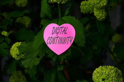 Close-up of heart shape on plant