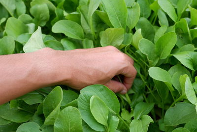 Close-up of hand holding leaves