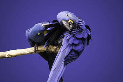 Close-up of a bird against blue background