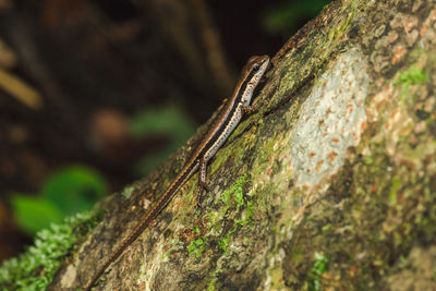 Close-up of lizard on tree trunk