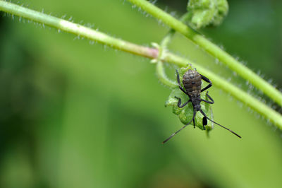 Close-up of insect on plant