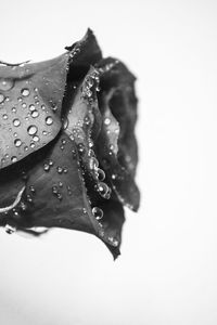 Close-up of water over white background