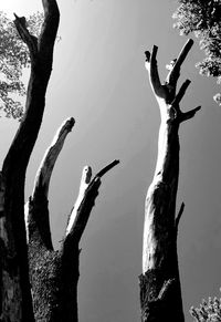 Low angle view of bird perching on tree against sky