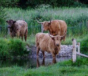 Cows in a lake