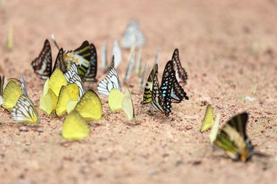 Close-up of butterfly on ground