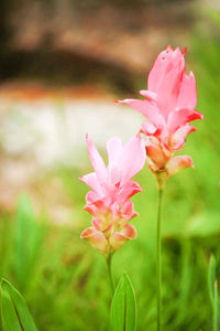 Close-up of pink flowering plant on field