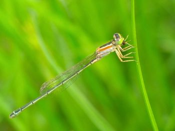 Close-up of damselfly on plant