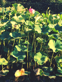 Close-up of flowering plants by lake