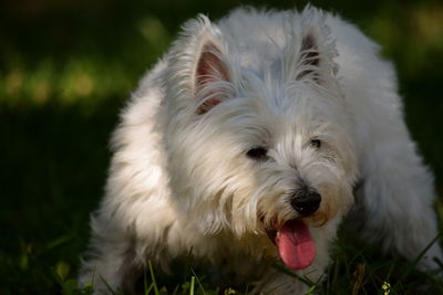 Close-up portrait of a dog