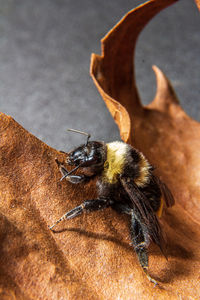 Close-up of bee