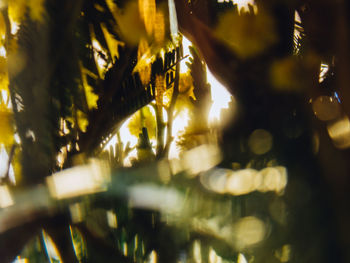 Close-up of plants against blurred background