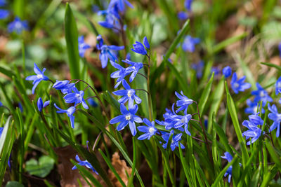 Close-up of purple flowers blooming outdoors