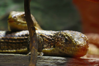 Close-up of lizard on rock in zoo