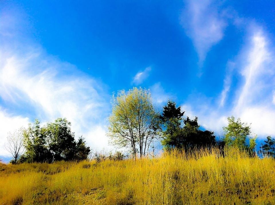 sky, tree, tranquility, tranquil scene, growth, field, beauty in nature, nature, scenics, blue, landscape, cloud - sky, cloud, yellow, rural scene, grass, green color, idyllic, no people, day