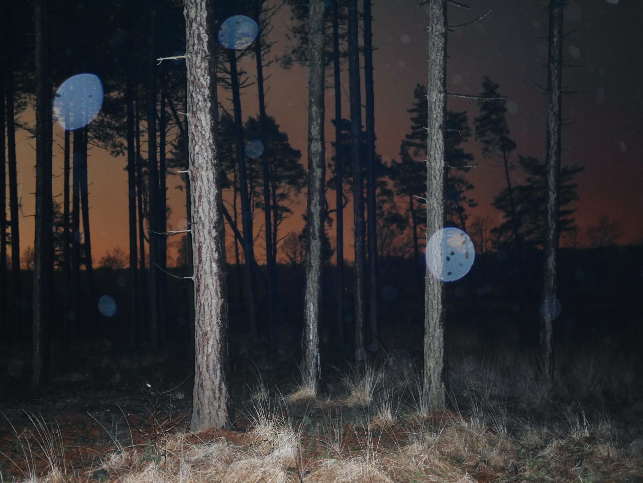 plant, tree, land, no people, night, field, nature, tree trunk, trunk, architecture, communication, sky, outdoors, built structure, growth, moon, forest, beauty in nature, focus on foreground, tranquility