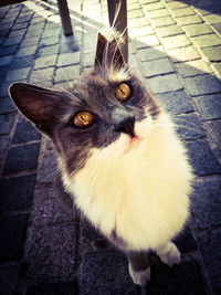 High angle portrait of cat on street