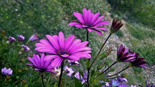 Close-up of pink flowers